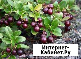 Брусника Ангарск - изображение 1