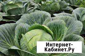 Капруста агрессор валентина Борисоглебск