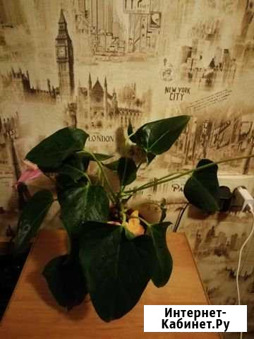 Антуриум Джоли Благовещенск - изображение 1