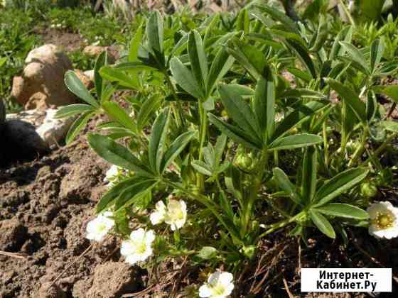 Продажа саженцев -Лапчатка белая (Potentilla alba) Себеж