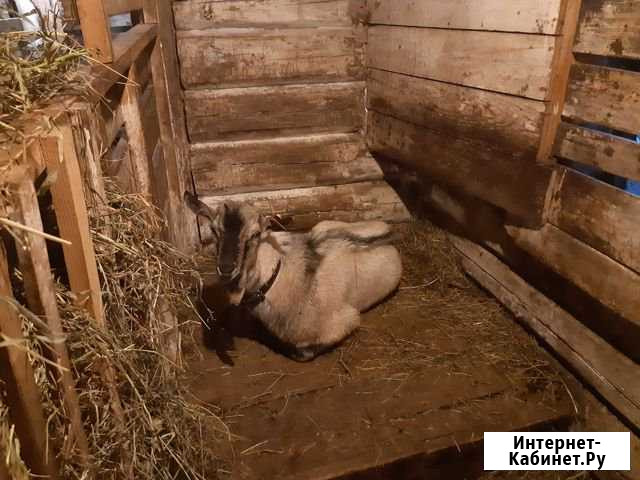 Козёл на вязку Оболенск - изображение 1