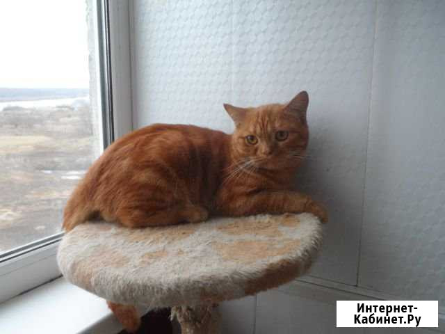 Шотландский красный мрамор кот Клин - изображение 1