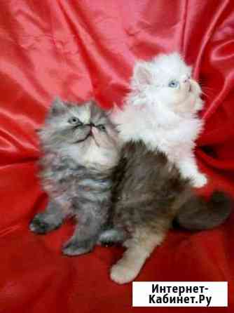 Котята Старый Оскол