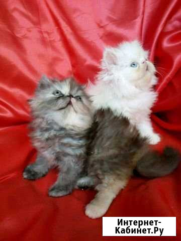 Котята Старый Оскол - изображение 1