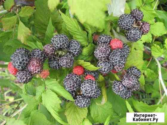 Черная малина Кумберленд Саратов