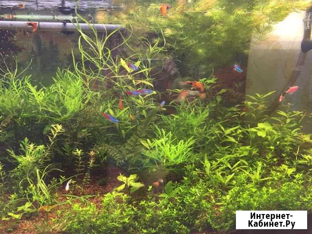 Растения Котлас - изображение 1