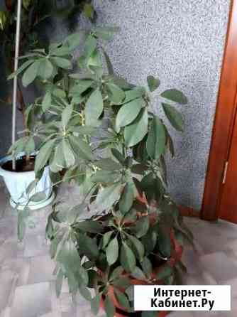 Цветы Ангарск