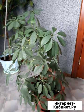 Цветы Ангарск - изображение 1