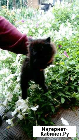 Котята Копейск - изображение 1