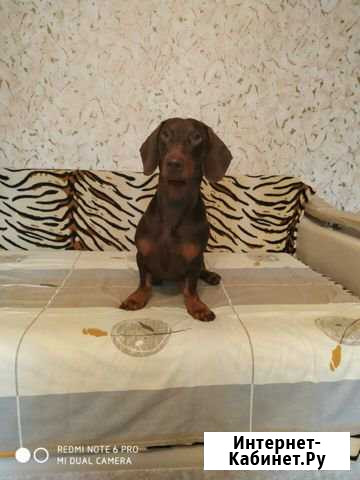 Таксон вязка Благовещенск - изображение 1