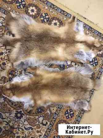 Шкуры лисиц Воронеж