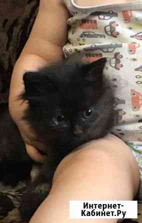 Котёнок (кошка мышеловка) Челябинск