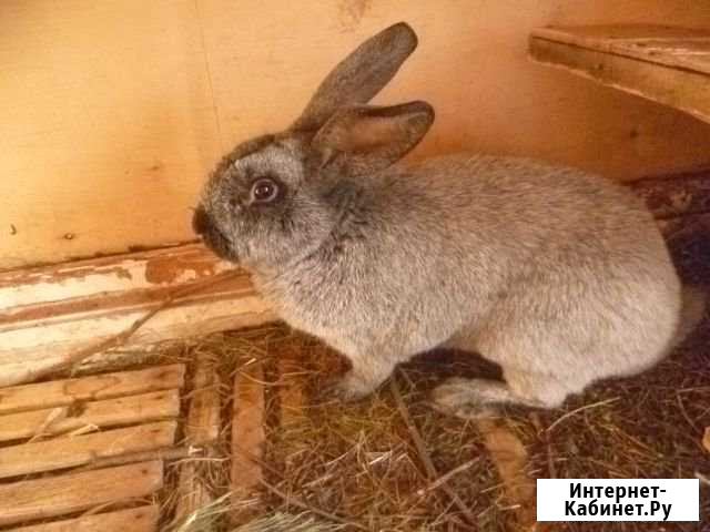 Самец Полтавское Серебро Белебей - изображение 1