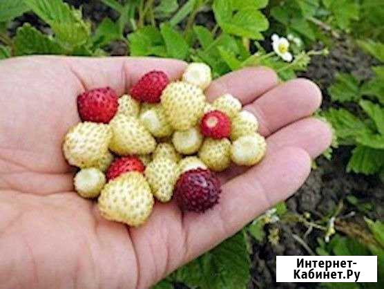 Земляника ремонтантная кустики Кудымкар - изображение 1