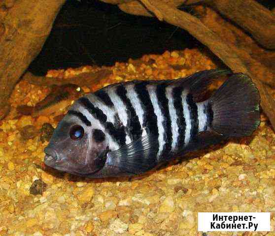 Цихлиды Цихлазома чернополосая Красноярск
