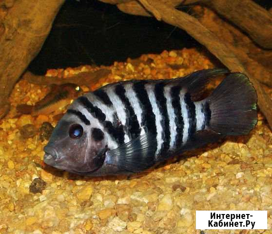 Цихлиды Цихлазома чернополосая Красноярск - изображение 1