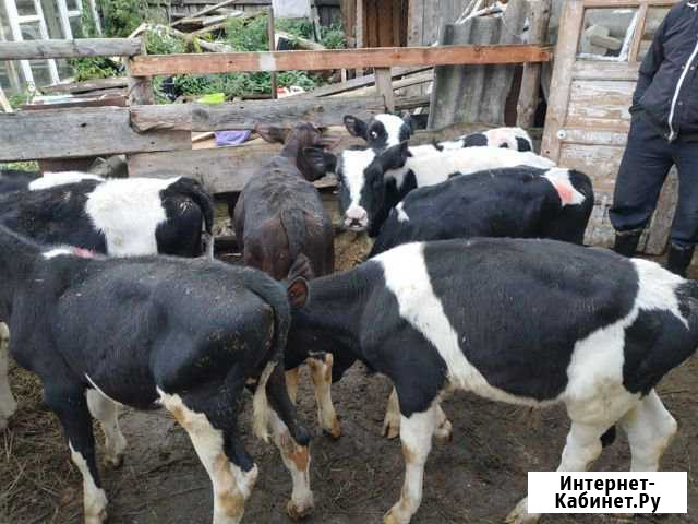 Продам подрощенных бычков Челябинск - изображение 1