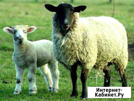 Продаю овец Ворсма - изображение 1