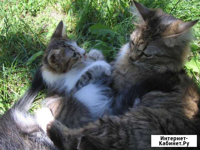Котята Чернянка - изображение 1
