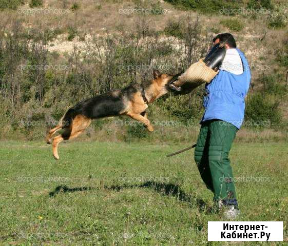 Дрессировка собак Уфа - изображение 1