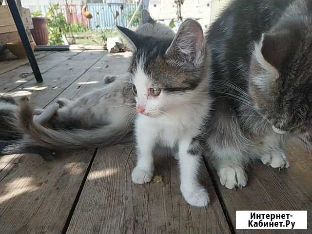 Котята в добрые руки Майкоп - изображение 1
