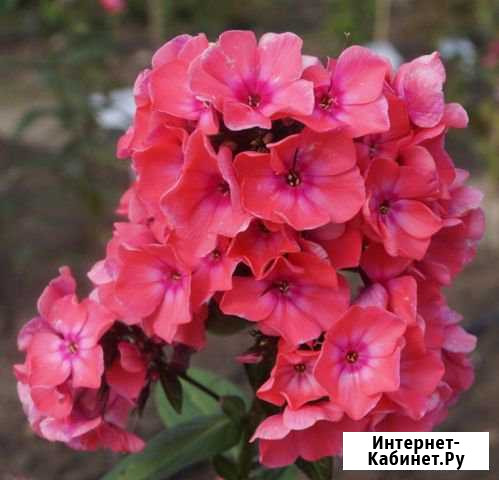 Флоксы многолетки Оренбург - изображение 1