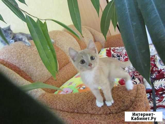 Солнышко Волжский Волгоградской области - изображение 1