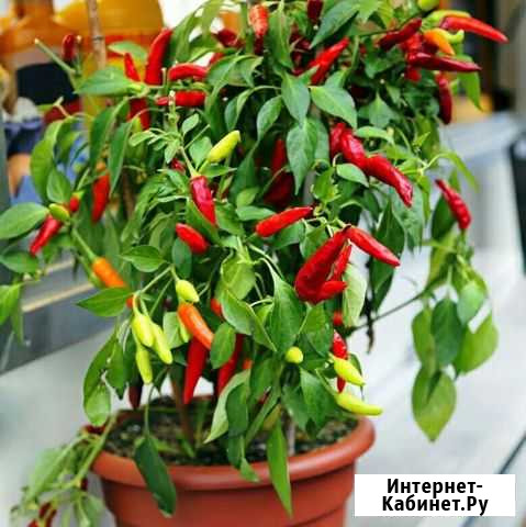 Комнатный перец чили Нижний Новгород - изображение 1