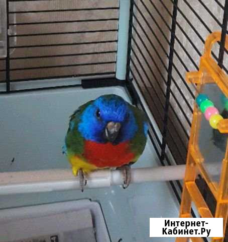Глянцевые травянистые попугайчики Калининград - изображение 1