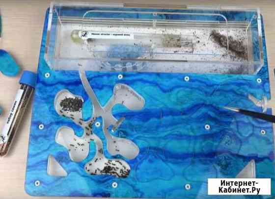 Муравьиная ферма Омск