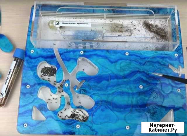 Муравьиная ферма Омск - изображение 1