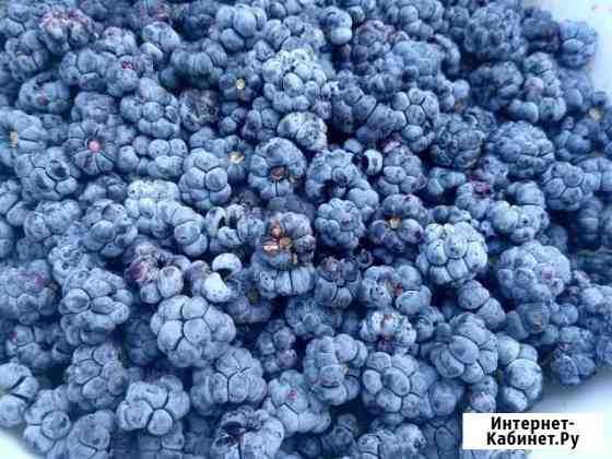 Ежевика Калининград