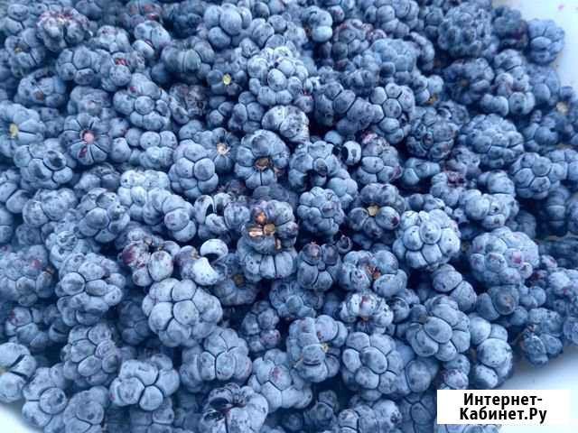 Ежевика Калининград - изображение 1