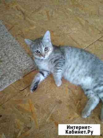 Отдам котика Муром