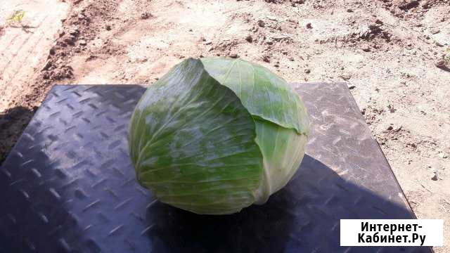 Капуста Опт Погар - изображение 1