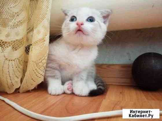 Шотландский котёнок Нижний Тагил
