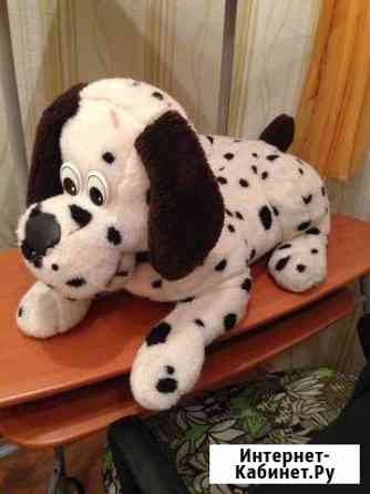 Собака Кострома