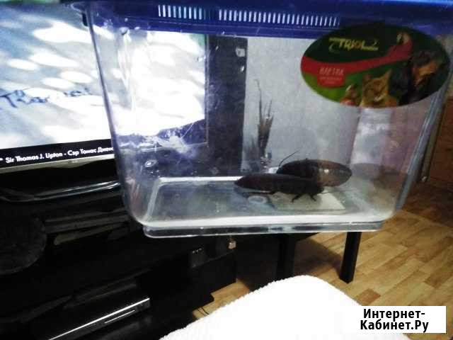 Террариум Новороссийск - изображение 1