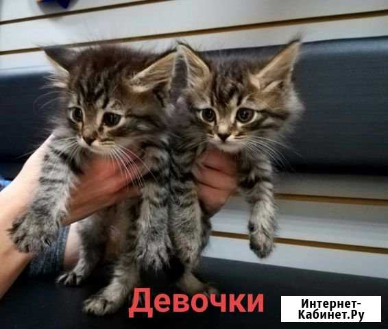 В добрые руки котята Монино - изображение 1