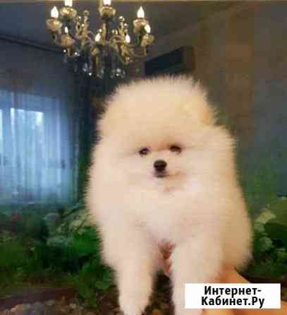 Шпиц померанский Азов