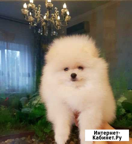 Шпиц померанский Азов - изображение 1