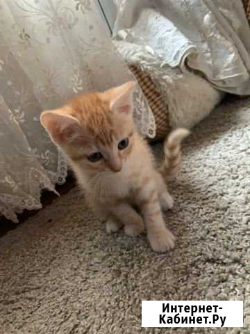 Котик, 2 месяца, Шотландец прямоухий Воскресенское - изображение 1
