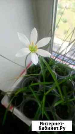 Домашний нарцисс или выскочка Благовещенск