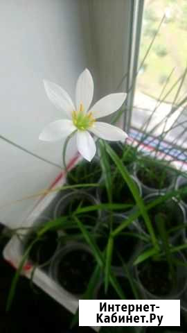 Домашний нарцисс или выскочка Благовещенск - изображение 1