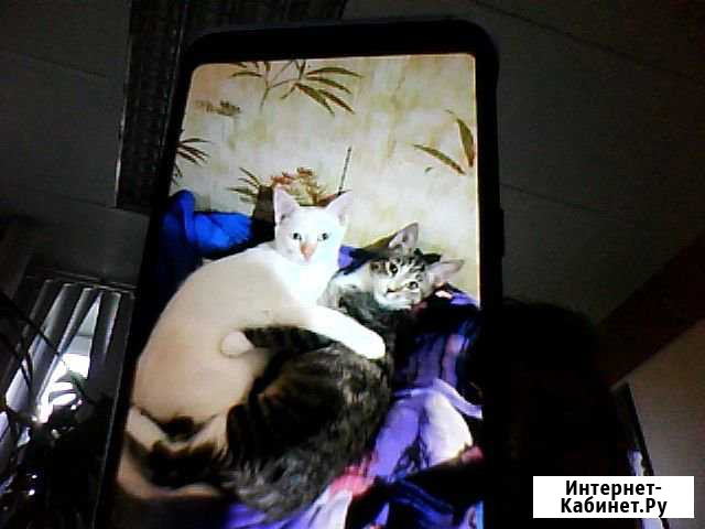 Отдам в добрые заб. руки котят ум. ласков котика,д Братск - изображение 1