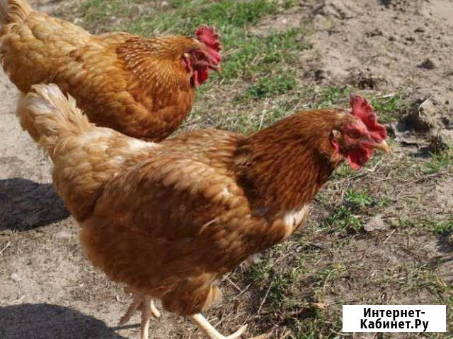 Курочки Нальчик - изображение 1