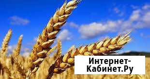 Пшеница. Ячмень. Размол. Овёс Гурьевск - изображение 1