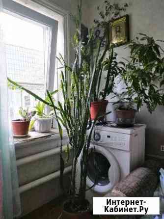 Молочай Нижний Новгород