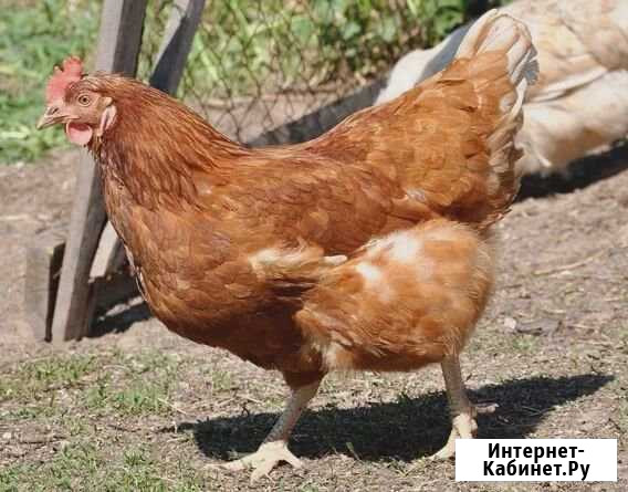 Продам красных кур несушек и 1 петушок Дмитриевка - изображение 1