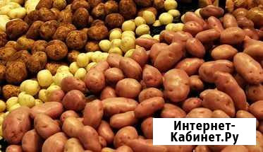 Продам деревенский картофель Чемодановка - изображение 1